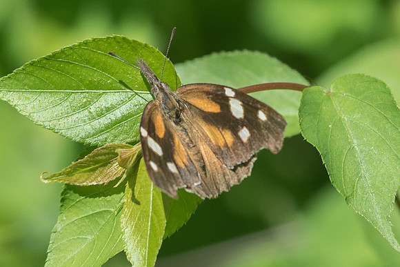 Libytheana carinenta mexicana