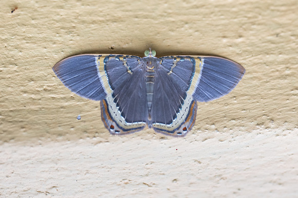 Phrygionis privignaria