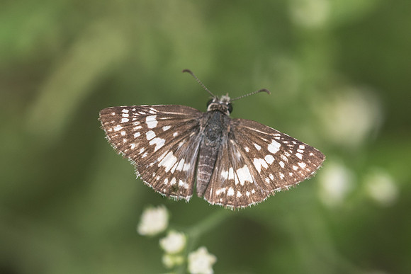 Pyrgus adepta ♀-2800