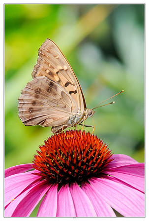 Asterocampa clyton 4348
