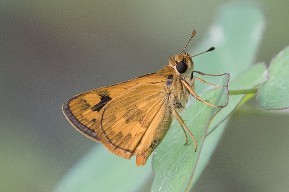 Taractrocera archias id+-5234 - Phanom Bencha Mountain - 23/11/23