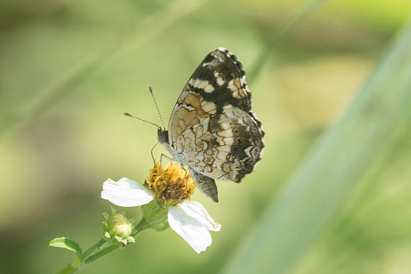 Phyciodes tulcis