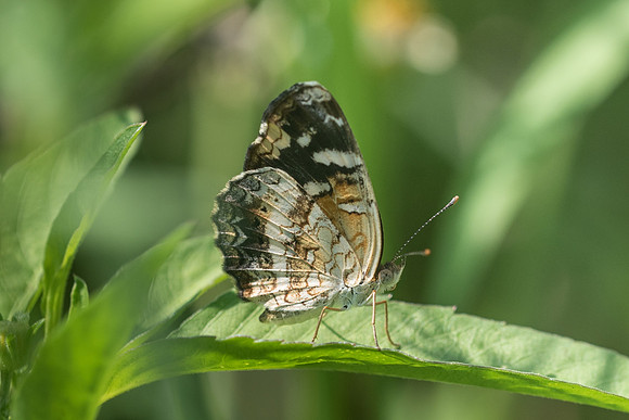 Phyciodes tulcis
