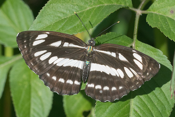 Neptis hylas-3371 - Chiang Rai - 20/11/23