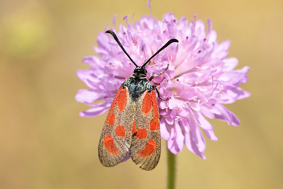 Zygaena loti ♀-9226