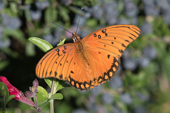 Agraulis vanillae