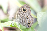 Ypthima baldus newboldi-7183 - Koh Samui - 15/03/23
