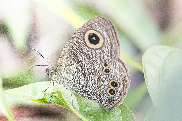 Ypthima baldus newboldi-7183 - Koh Samui - 15/03/23