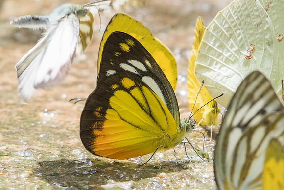 Cepora iudith malaya -5939 -  Phanom Bencha Mountain Resort - 24/11/23