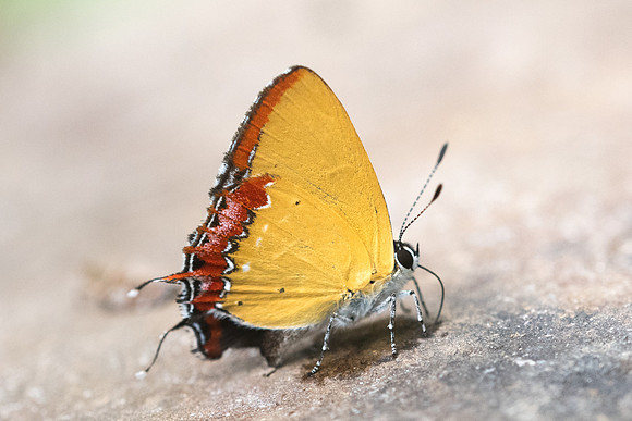 Heliophorus epicles latilimbata-4755- Chiang Dao  - 12/03/23