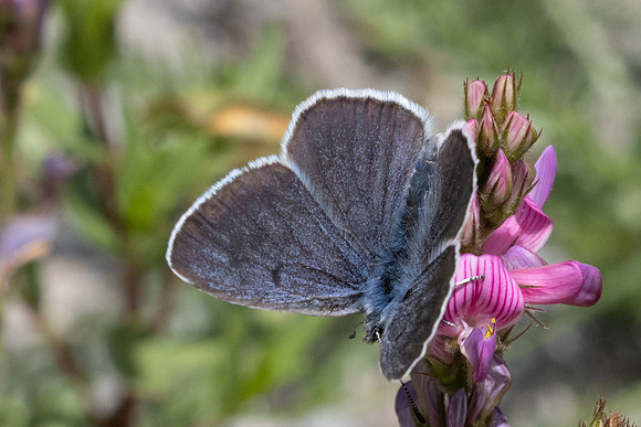 Maculinea arion-9865