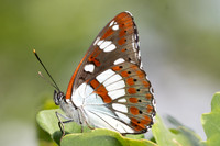 Limenitis reducta-8525 - Rians - 3/06/25