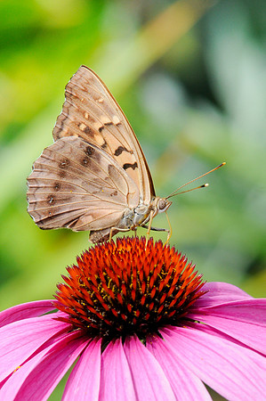 Asterocampa clyton_DSC4348