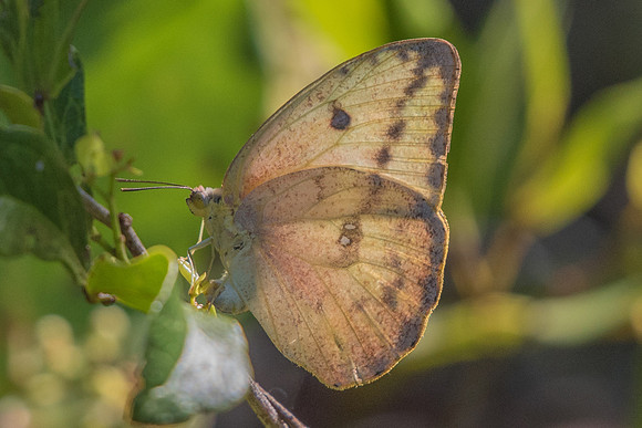 Phoebis agarithe-0547