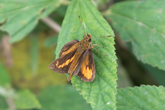 Corticea mendica schwartzi