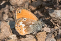 Coenonympha corinna-8697