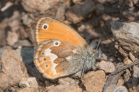 Coenonympha corinna-8697