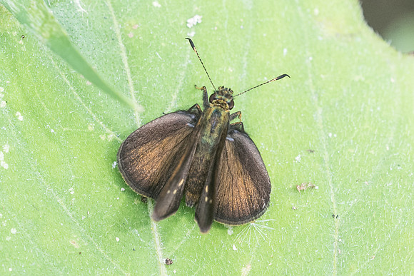 Psoralis degener -7244