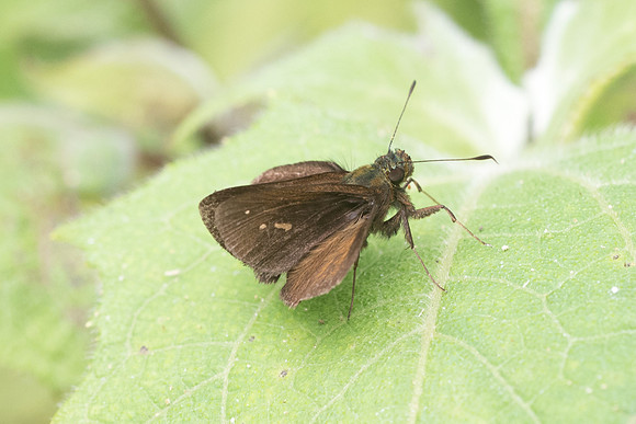 Psoralis degener -7241