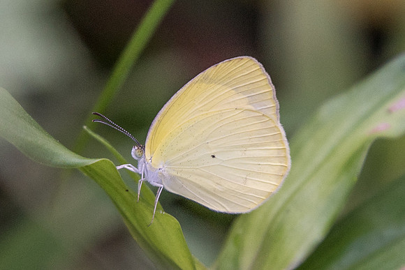 Eurema albula marginella-8663 - 9/05/19