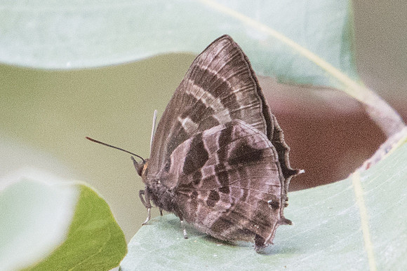 Flos fulgida fulgida-5816 - Doi-Suthep - 9/03/23