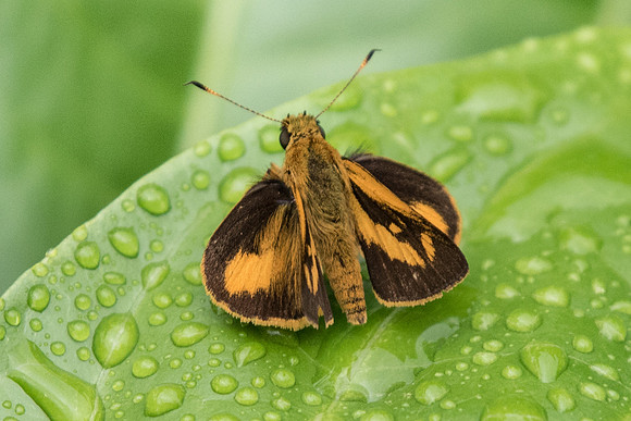 Anthoptus epictetus