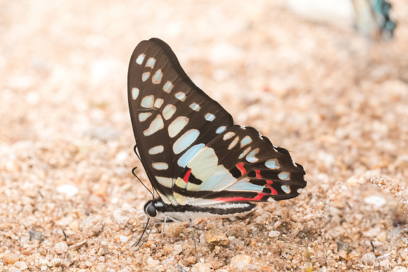 Graphium doson axion-4310- Chiang Dao - 12/03/23