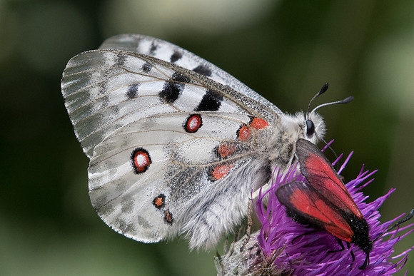 Parnassius apollo et Zygaena purpuralis id--7062