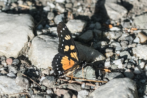 Chlosyne narva bonpland