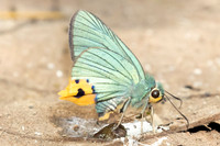 Choaspes benjaminii-1883- Chiang Dao - 19/03/25
