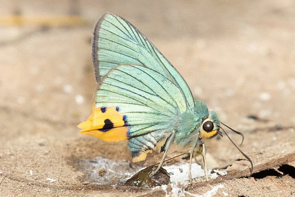 Choaspes benjaminii-1883- Chiang Dao - 19/03/25
