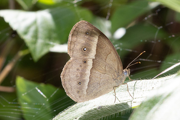 Mycalesis gotama-5079
