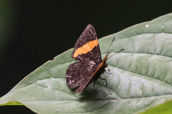 Crocozona pheretima