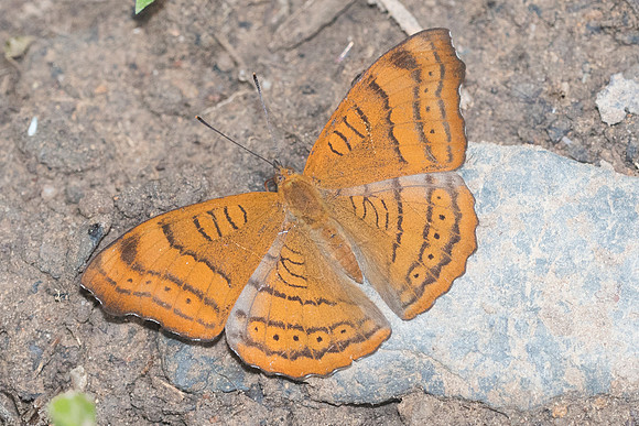 Pseudergolis wedah-1681 - Chiang Dao - 16/11/23