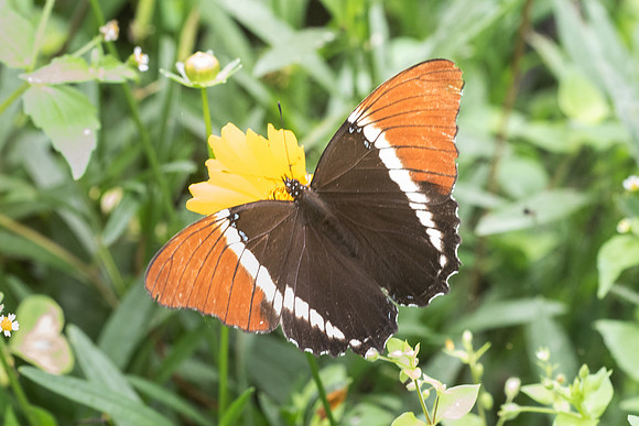 Siproeta epaphus epaphus