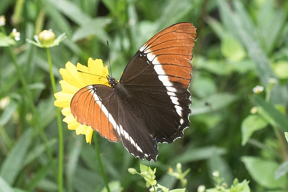 Siproeta epaphus epaphus