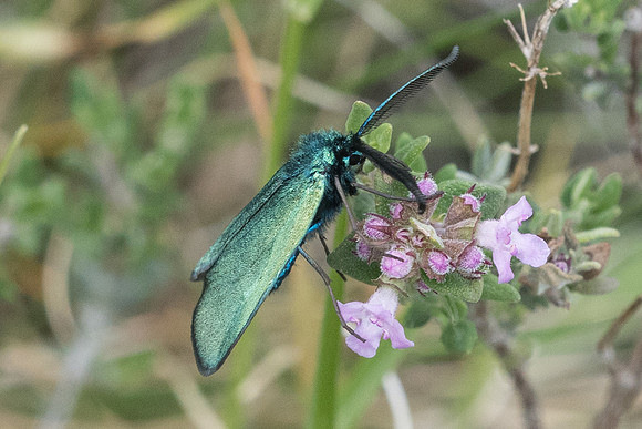 Adscita sp ♂-7688 - Cipières