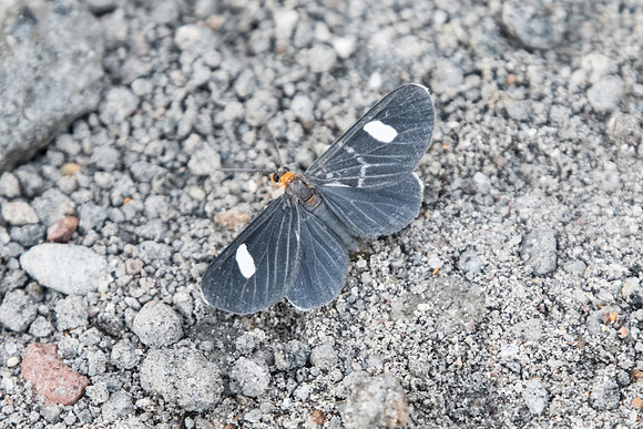 Calodesma collaris