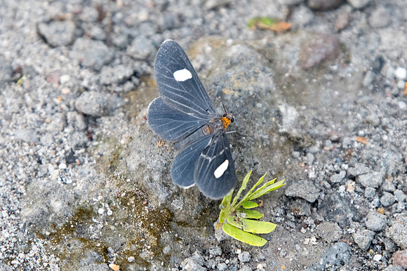 Calodesma collaris