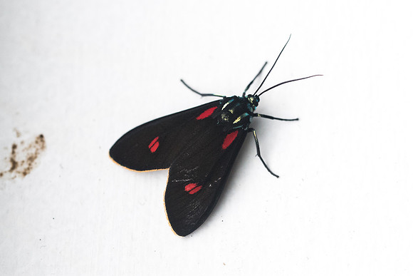 Cyanopepla cf. alonso