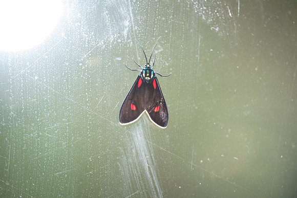 Cyanopepla cf. alonso