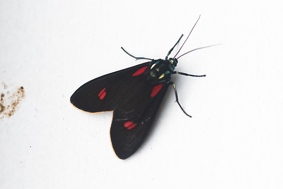 Cyanopepla cf. alonso