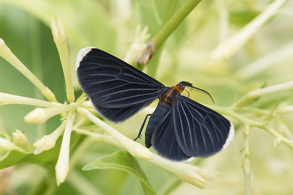 Melanchroia chephise
