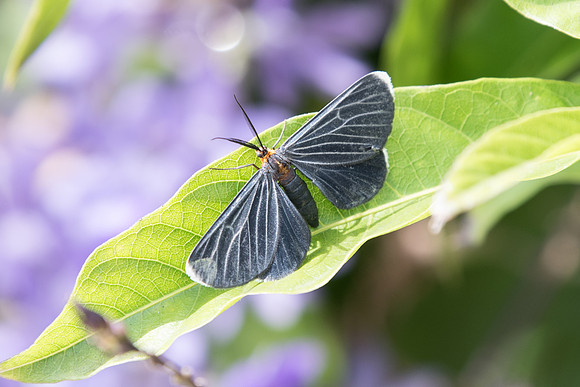 Melanchroia chephise