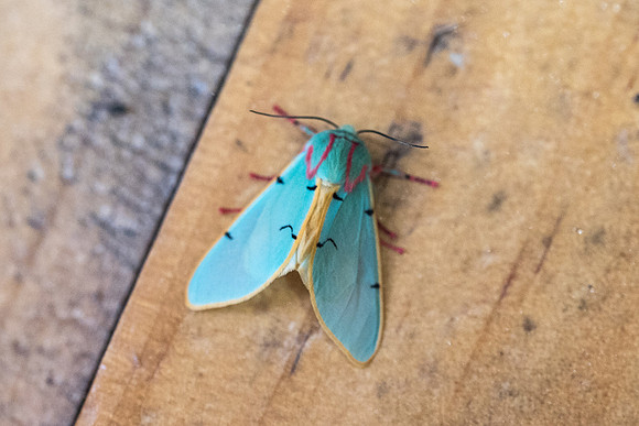 Chlorhoda tricolor