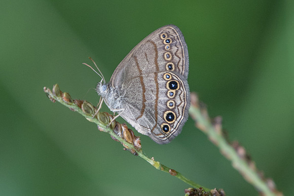 Hermeuptychia hermes