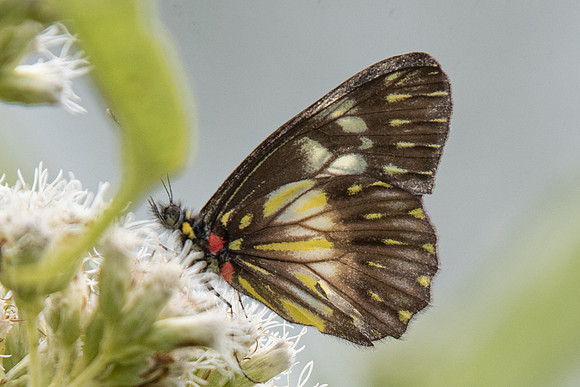Catasticta prioneris-5666 - Salento - 6/05/19