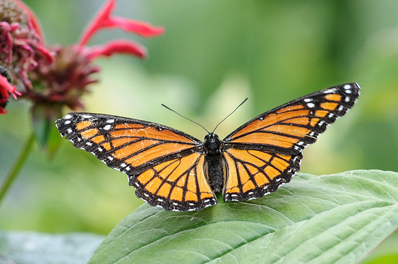 Limenitis archippus