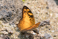 Vagrans sinha-3377 - Doi-Suthep - 8/03/23