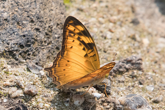 Vagrans sinha-3377 - Doi-Suthep - 8/03/23
